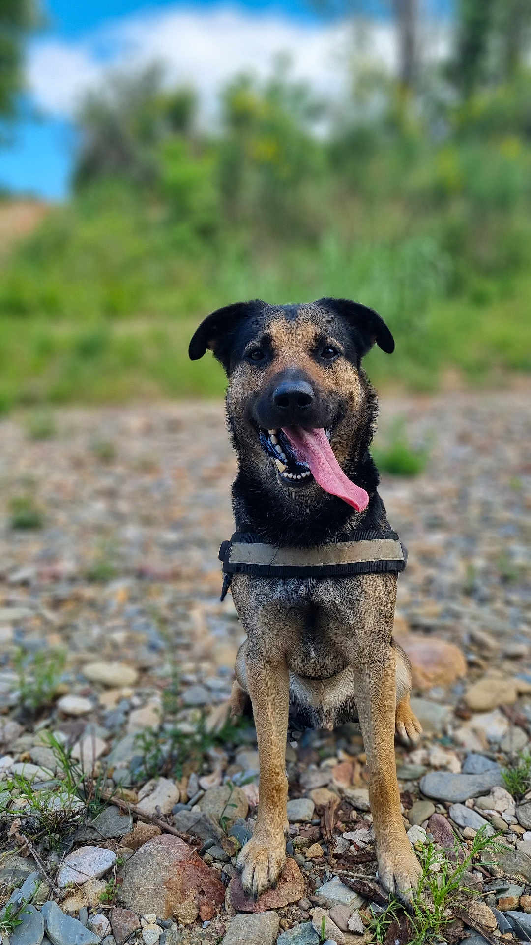 Darko a rejoint le concours — aidez-le/la à gagner de superbes lots ! dog, canine, animal, pet, sitting, tongue_out, happy, outdoor, rocks, nature, greenery, blurred_background, harness, brown_fur, black_fur, ears, face, portrait, daylight, grass