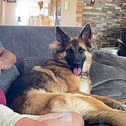 Mishka is registered to the contest to win money with this photo: dog, german_shepherd, couch, living_room, tongue_out, pet, indoor, furniture, relaxed, canine, animal, home, person_partial, window, stone_wall, light, cozy, comfort, brown, gray