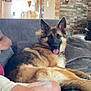 dog, german_shepherd, couch, living_room, tongue_out, pet, indoor, furniture, relaxed, canine, animal, home, person_partial, window, stone_wall, light, cozy, comfort, brown, gray