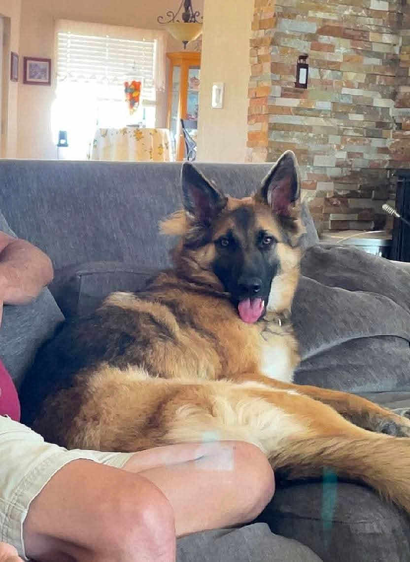 Mishka is registered to the contest to win money with this photo: dog, german_shepherd, couch, living_room, tongue_out, pet, indoor, furniture, relaxed, canine, animal, home, person_partial, window, stone_wall, light, cozy, comfort, brown, gray