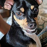Bruno is registered to the contest to win money with this photo: dog, small_dog, black_dog, tan_markings, pet, indoor, close_up, cute, animal, canine, face, ears, eyes, fur, whiskers, snout, teeth, expression, companion, relaxed