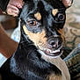 dog, small_dog, black_dog, tan_markings, pet, indoor, close_up, cute, animal, canine, face, ears, eyes, fur, whiskers, snout, teeth, expression, companion, relaxed