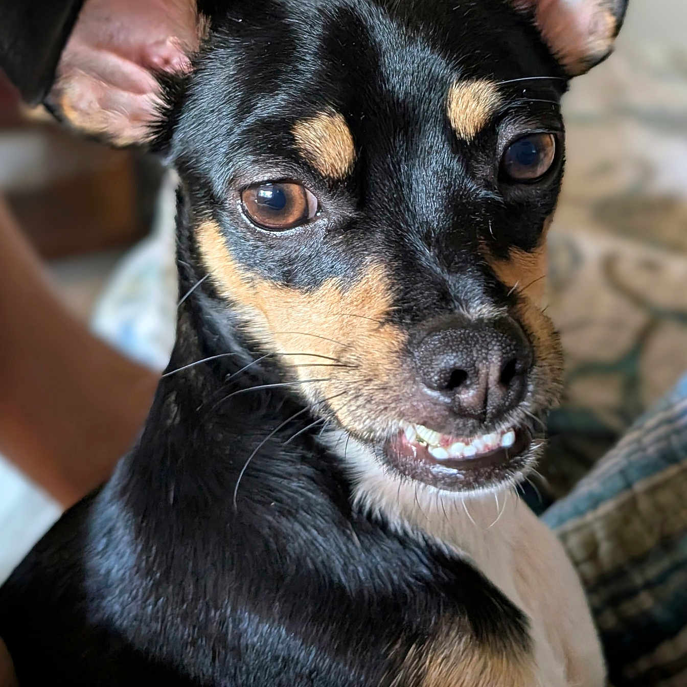 Bruno is registered to the contest to win money with this photo: animal, black_dog, canine, close_up, companion, cute, dog, ears, expression, eyes, face, fur, indoor, pet, relaxed, small_dog, snout, tan_markings, teeth, whiskers