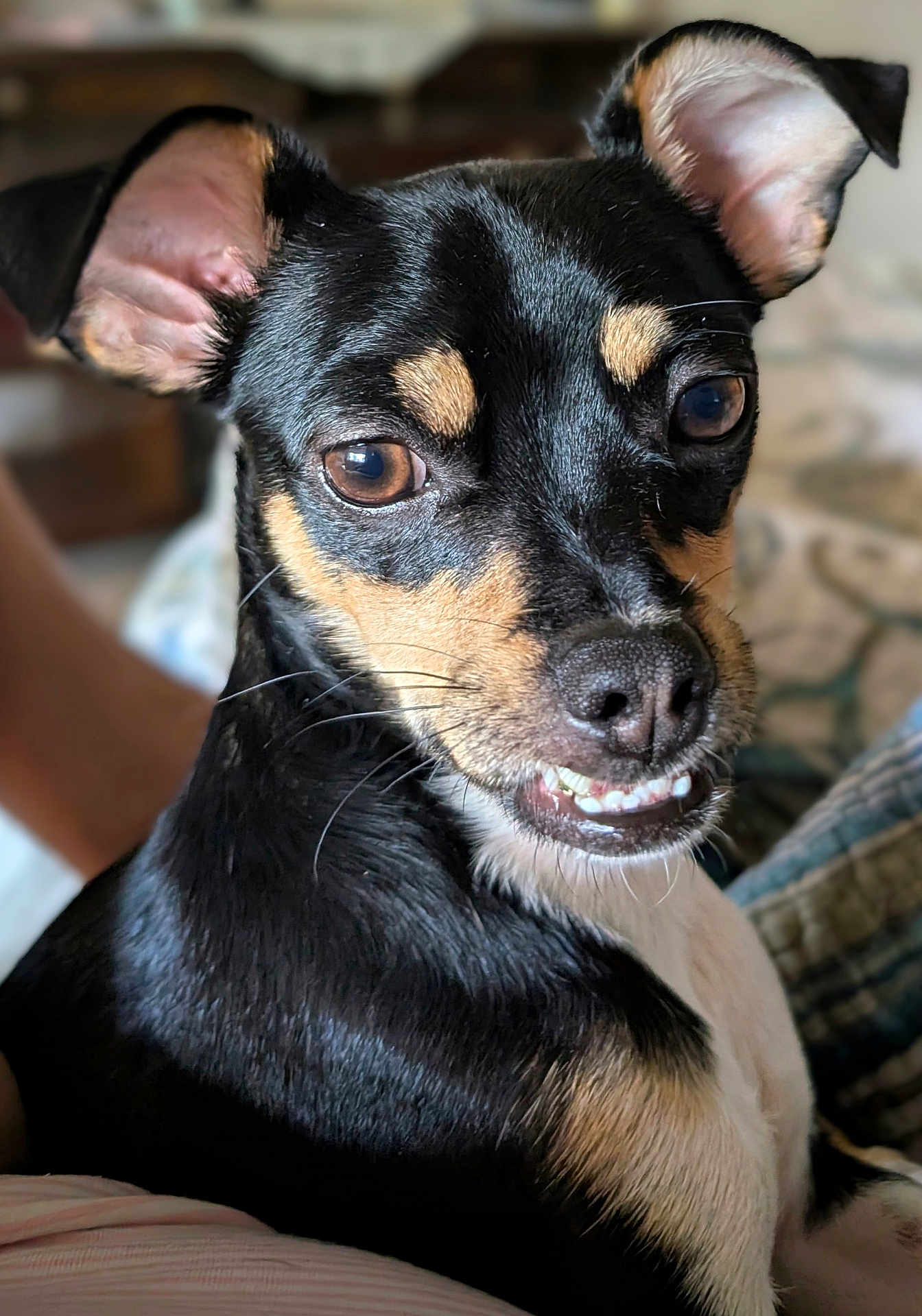 Bruno is registered to the contest to win money with this photo: dog, small_dog, black_dog, tan_markings, pet, indoor, close_up, cute, animal, canine, face, ears, eyes, fur, whiskers, snout, teeth, expression, companion, relaxed