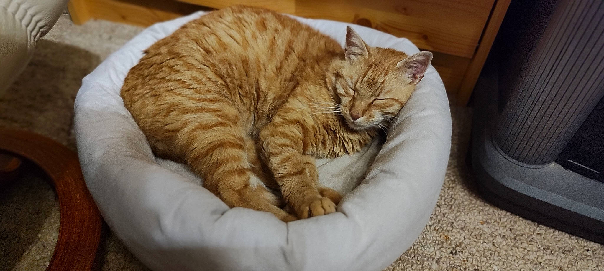 Dofus a rejoint le concours — aidez-le/la à gagner de superbes lots ! carnivore, cat, cat_bed, cat_supply, claw, comfort, domestic_short_haired_cat, fawn, felidae, fur, nap, paw, pet_supply, sleep, small_to_medium_sized_cats, snout, tail, whiskers