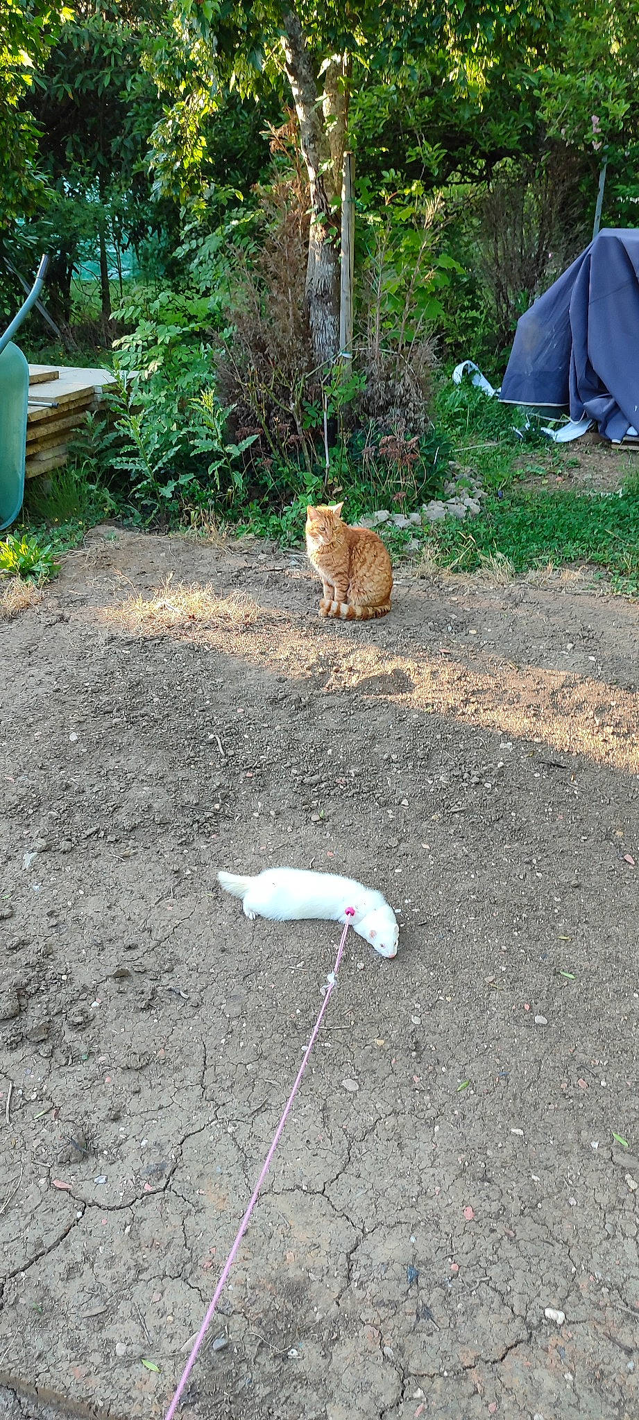 Dofus a rejoint le concours — aidez-le/la à gagner de superbes lots ! asphalt, carnivore, cat, domestic_short_haired_cat, fawn, felidae, fish, grass, grass_family, plant, road_surface, sand, sidewalk, small_to_medium_sized_cats, soil, tail, tent, terrestrial_animal, tree, whiskers