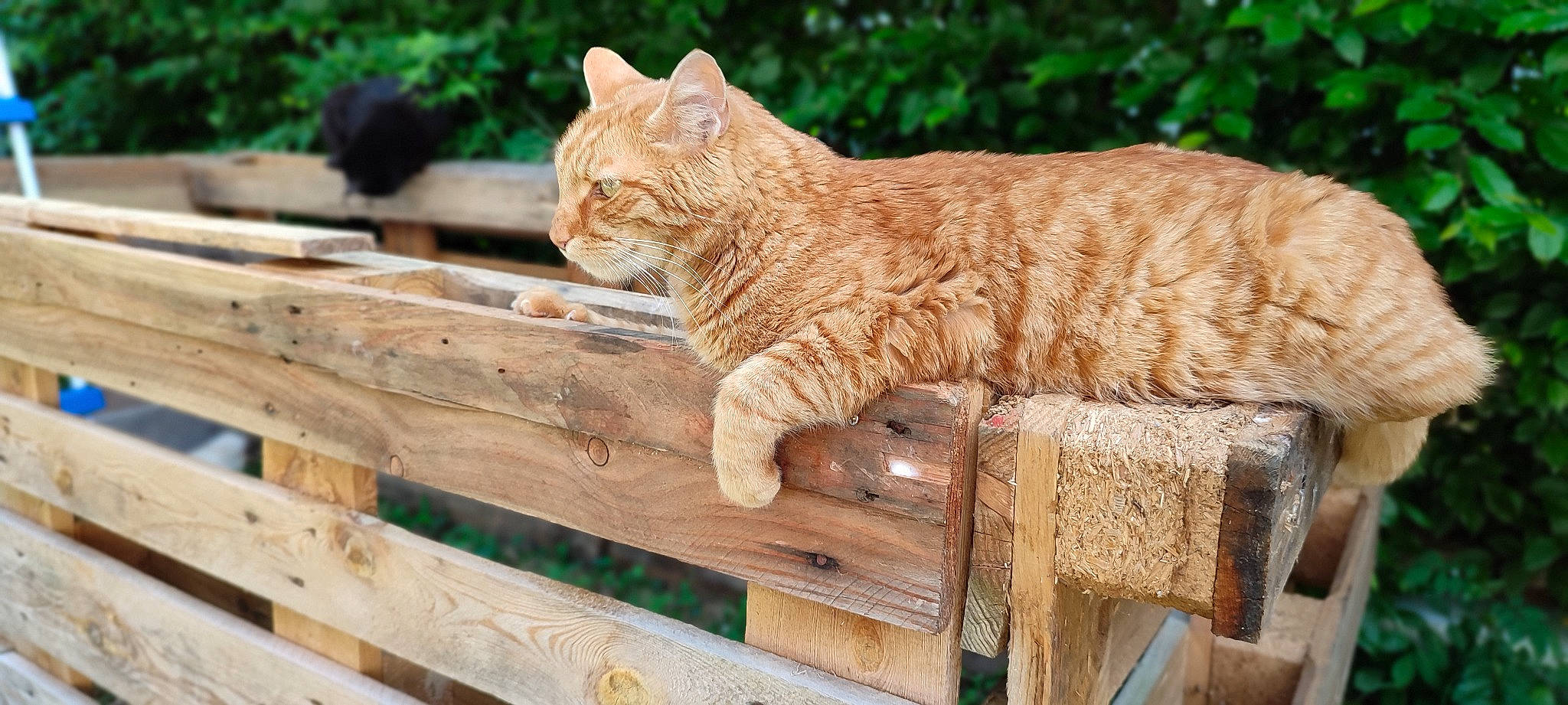 Dofus a rejoint le concours — aidez-le/la à gagner de superbes lots ! art, big_cats, carnivore, cat, claw, domestic_short_haired_cat, fawn, felidae, fur, grass, hardwood, plant, small_to_medium_sized_cats, snout, tail, terrestrial_animal, tree, whiskers, wildlife, wood