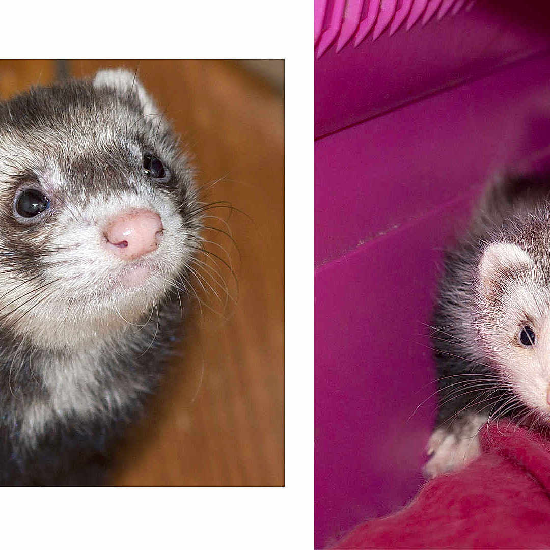 Lilo Odin