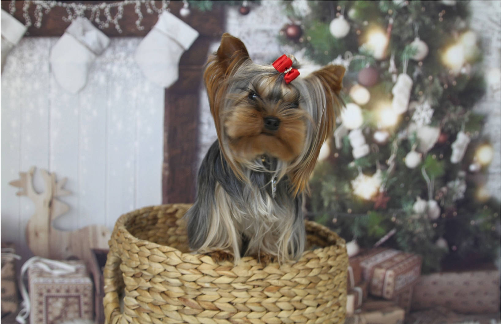 Indigo joined the competition — help win amazing prizes! australian_silky_terrier, biewer_terrier, canidae, carnivore, companion_dog, dog, dog_breed, fawn, morkie, norwich_terrier, puppy, small_terrier, terrier, toy_dog, yorkshire_terrier
