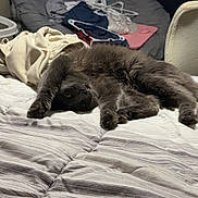 Teeter is registered to the contest to win money with this photo: cat, gray_cat, bed, striped_bedspread, stretching, relaxed, furniture, clothing, hanger, chair, indoor, pet, animal, cozy, sleepy, furry, domestic, cute, resting, living_space