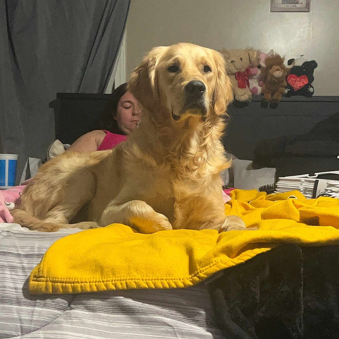 Rebel is registered to the contest to win money with this photo: dog, golden_retriever, bed, blanket, yellow_blanket, person, woman, stuffed_animals, indoor, curtain, wall_art, pillow, resting, pet, furniture, relaxing, home, domestic, casual, cozy