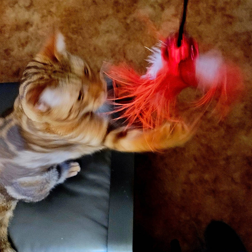 Totoro joined the competition — help win amazing prizes! claw, dress, fashion_accessory, fawn, feather, felidae, flesh, fur, heat, musical_instrument, peach, small_to_medium_sized_cats, sunglasses, tail, toy, tree, whiskers, window, wing