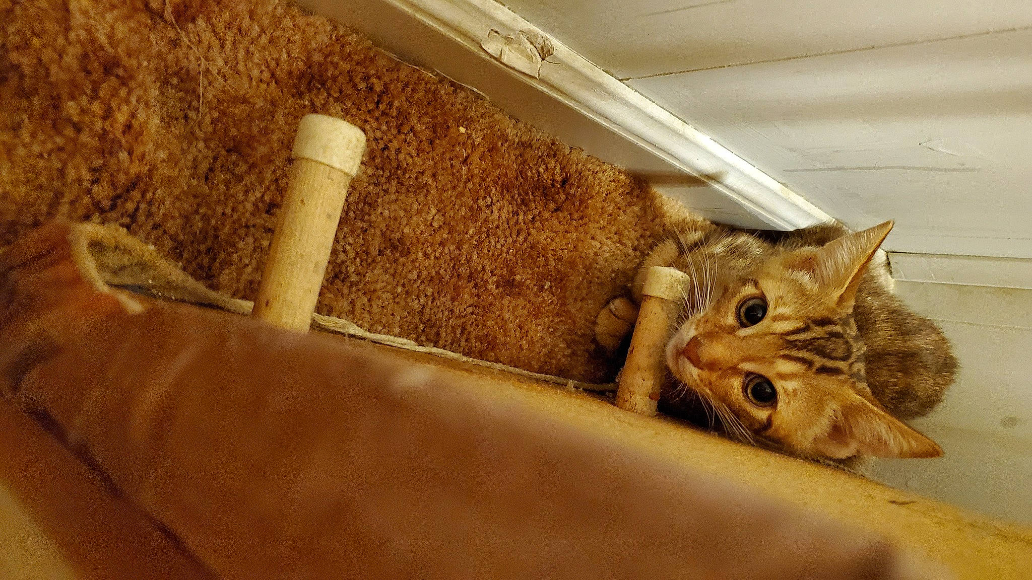 Totoro joined the competition — help win amazing prizes! animal_feed, carnivore, cat, cat_supply, comfort, domestic_short_haired_cat, fawn, felidae, fur, pet_supply, room, small_to_medium_sized_cats, terrestrial_animal, vertebrate, whiskers, wood