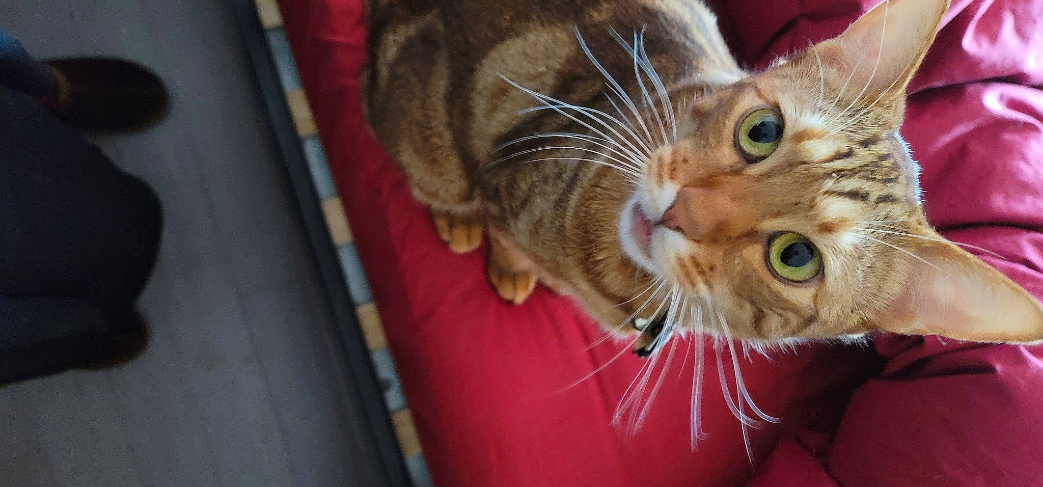 Totoro is registered to the contest to win money with this photo: carnivore, cat, claw, comfort, domestic_short_haired_cat, ear, fawn, felidae, fur, paw, small_to_medium_sized_cats, snout, terrestrial_animal, whiskers, wildlife