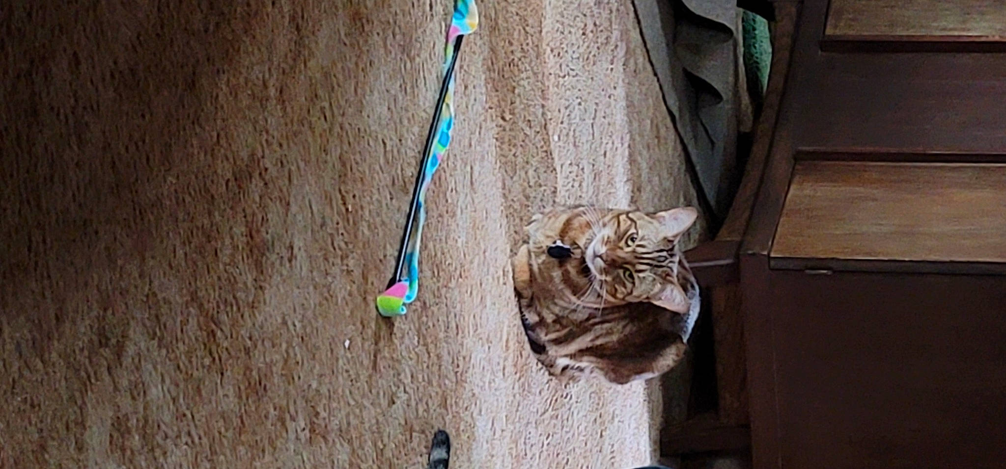 Totoro joined the competition — help win amazing prizes! brown, carnivore, cat, domestic_short_haired_cat, door, electrical_supply, electrical_wiring, fawn, felidae, flooring, fur, hardwood, rope, small_to_medium_sized_cats, tail, tree, whiskers, window, wire, wood