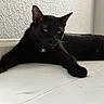 animal, black_cat, cat, closeup, collar, domestic_animal, feline, indoors, lounge, lying_down, pet, pointed_ears, portrait, relaxed, star_pendant, tile_floor, whiskers, white_wall, window, yellow_eyes