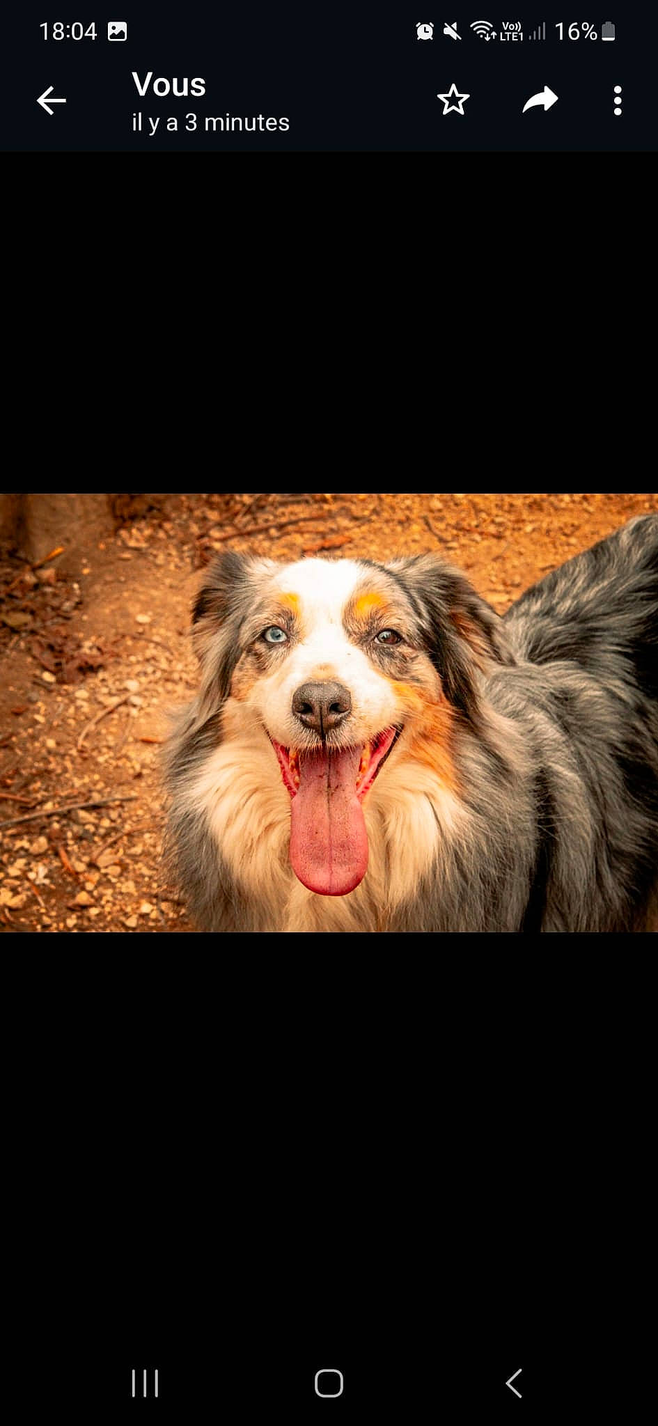 Heaven participe au concours pour gagner de l'argent avec cette photo : canidae, carnivore, companion_dog, darkness, dog, dog_breed, fang, flash_photography, fur, happy, herding_dog, jaw, shout, smile, snout, sporting_group, terrestrial_animal, whiskers, working_dog, yawn
