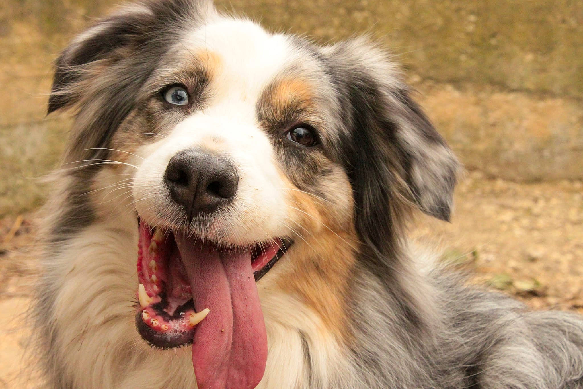 Heaven participe au concours pour gagner de l'argent avec cette photo : canidae, carnivore, companion_dog, dog, dog_breed, fur, grass, miniature_australian_shepherd, plant, puppy, snout, sporting_group, terrestrial_animal, tree, whiskers, wildlife, working_dog