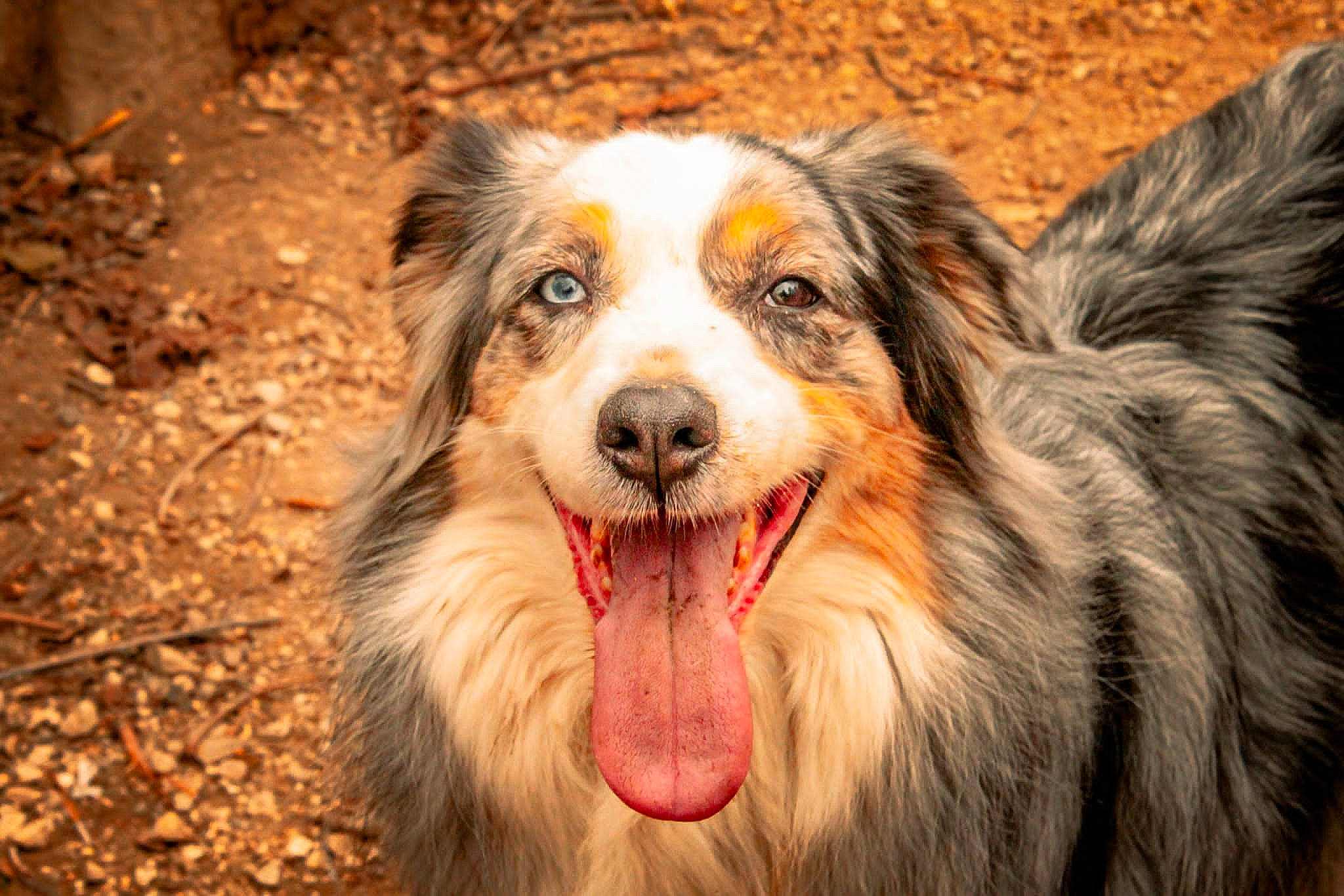 Heaven participe au concours pour gagner de l'argent avec cette photo : australian_shepherd, canidae, carnivore, close_up, companion_dog, dog, dog_breed, eye, fang, fur, grass, herding_dog, miniature_australian_shepherd, plant, snout, sporting_group, terrestrial_animal, whiskers, wildlife, working_dog