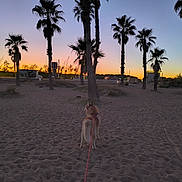 Naïko participe au concours pour gagner de l'argent avec cette photo : animal, beach, calm, dog, evening, landscape, leash, nature, outdoor, palm_trees, pet, sand, scenic, silhouette, sky, sunset, travel, twilight, vacation, walking