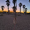 animal, beach, calm, dog, evening, landscape, leash, nature, outdoor, palm_trees, pet, sand, scenic, silhouette, sky, sunset, travel, twilight, vacation, walking