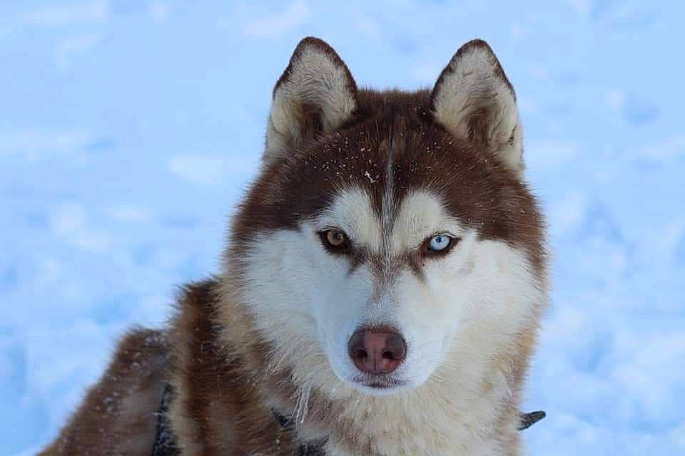 Naïko a rejoint le concours — aidez-le/la à gagner de superbes lots ! ancient_dog_breeds, canidae, canis, canis_lupus_tundrarum, carnivore, dog, dog_breed, fur, siberian_husky, sled_dog, snout, snow, sporting_group, sulimov_dog, terrestrial_animal, whiskers, wildlife, winter, wolf, working_dog