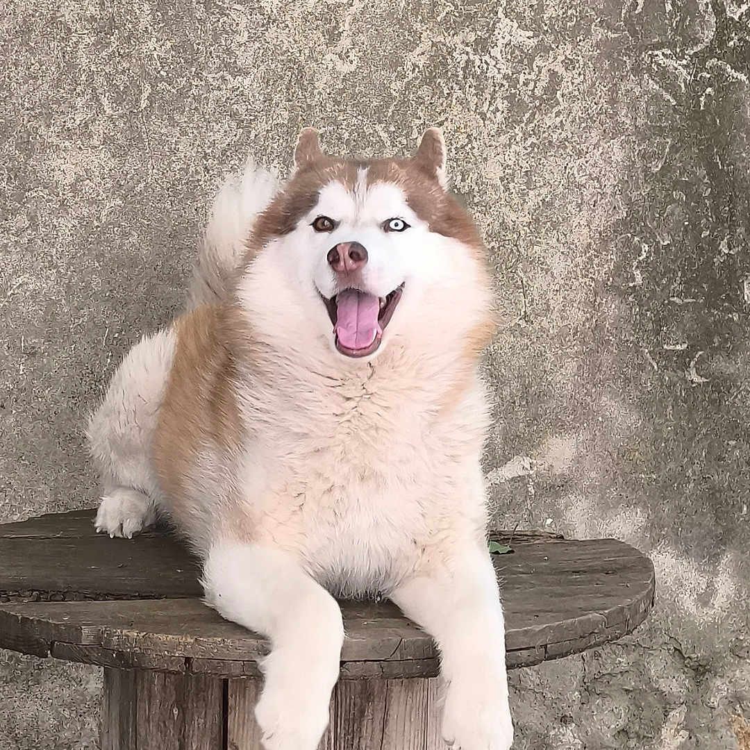 Naïko