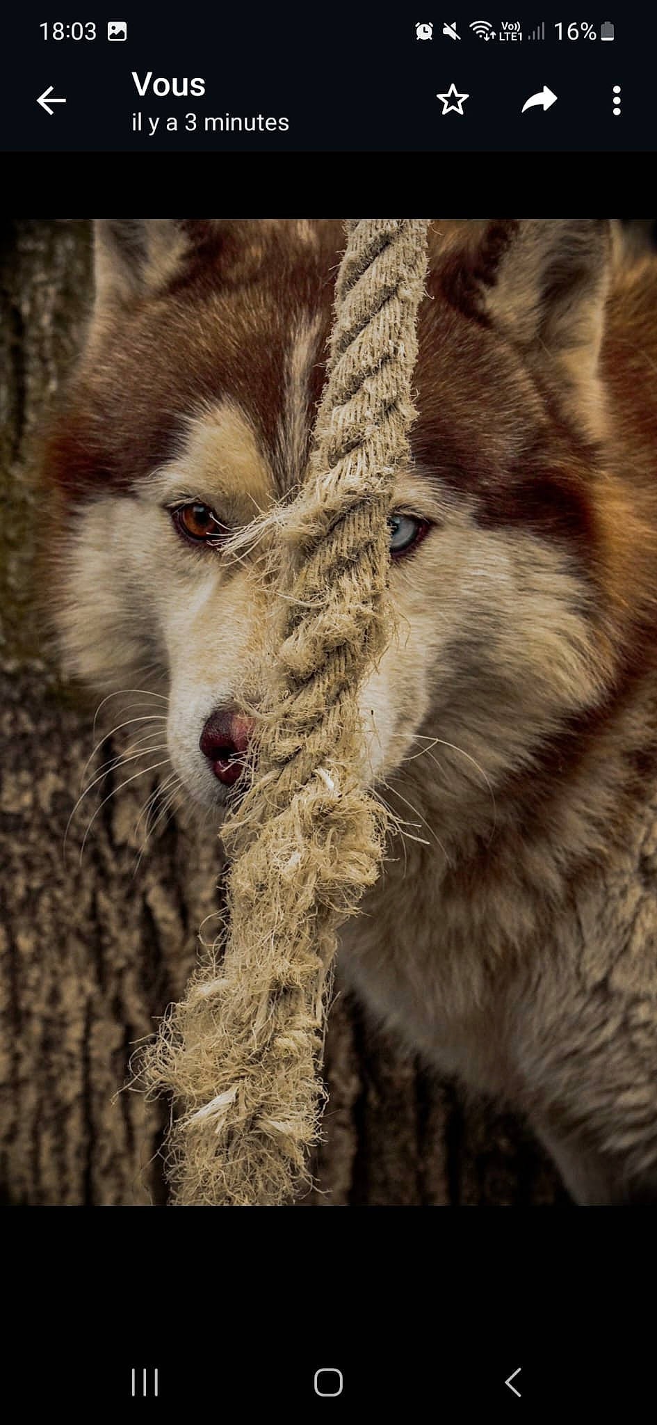 Naïko participe au concours pour gagner de l'argent avec cette photo : ancient_dog_breeds, canidae, canis, carnivore, close_up, coyote, dog, dog_breed, fawn, fur, red_wolf, sled_dog, snout, sporting_group, terrestrial_animal, tree, whiskers, wildlife, wolf, working_dog