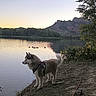 Naïko participe au concours pour gagner de l'argent avec cette photo : animal, canine, dog, grass, husky, lake, landscape, leash, mountain, nature, outdoor, quiet, reflection, rocks, scenic, sky, sunset, trees, water, wildlife