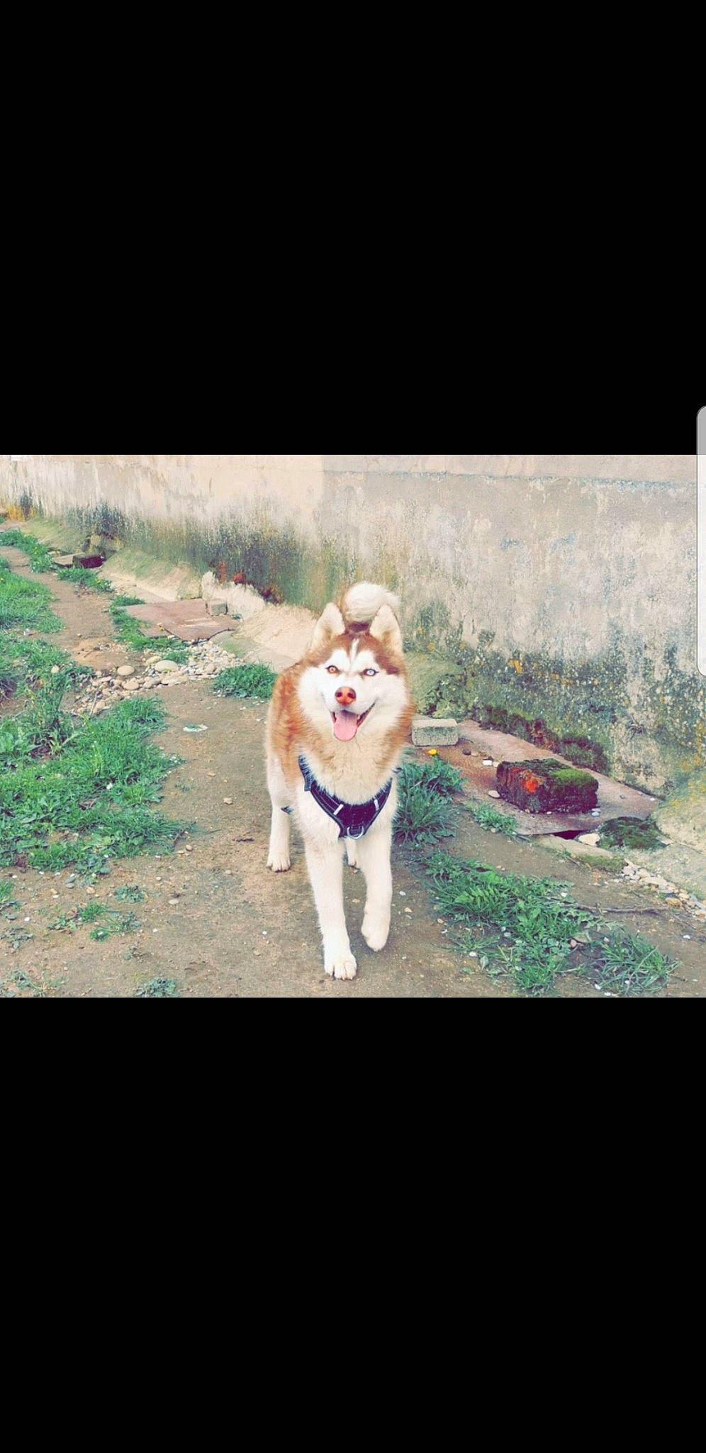 Naïko a rejoint le concours — aidez-le/la à gagner de superbes lots ! akita, akita_inu, canidae, carnivore, companion_dog, dog, dog_breed, mammal, non_sporting_group, photography, shiba_inu, siberian_husky, tail, vertebrate