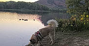 Naïko a rejoint le concours — aidez-le/la à gagner de superbes lots ! animal, calm, dog, ducks, flowers, grass, lake, landscape, leash, mountain, nature, outdoor, pet, riverbank, scenic, sky, sunset, trees, water, wildlife