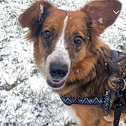 Umi participe au concours pour gagner de l'argent avec cette photo : dog, snow, outdoor, grass, pet, canine, winter, animal, fur, harness, leash, ears, face, closeup, nature, daylight, playful, cute, friendly, muzzle
