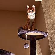 Gurt is registered to the contest to win money with this photo: animal, cat, cat_tree, curious, domestic_cat, feline, indoor, orange_cat, perched, pet, pet_toy, playful, plush, shadow, soft_fur, sunlight, texture, toy_ball, wall, white_cat