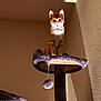 animal, cat, cat_tree, curious, domestic_cat, feline, indoor, orange_cat, perched, pet, pet_toy, playful, plush, shadow, soft_fur, sunlight, texture, toy_ball, wall, white_cat