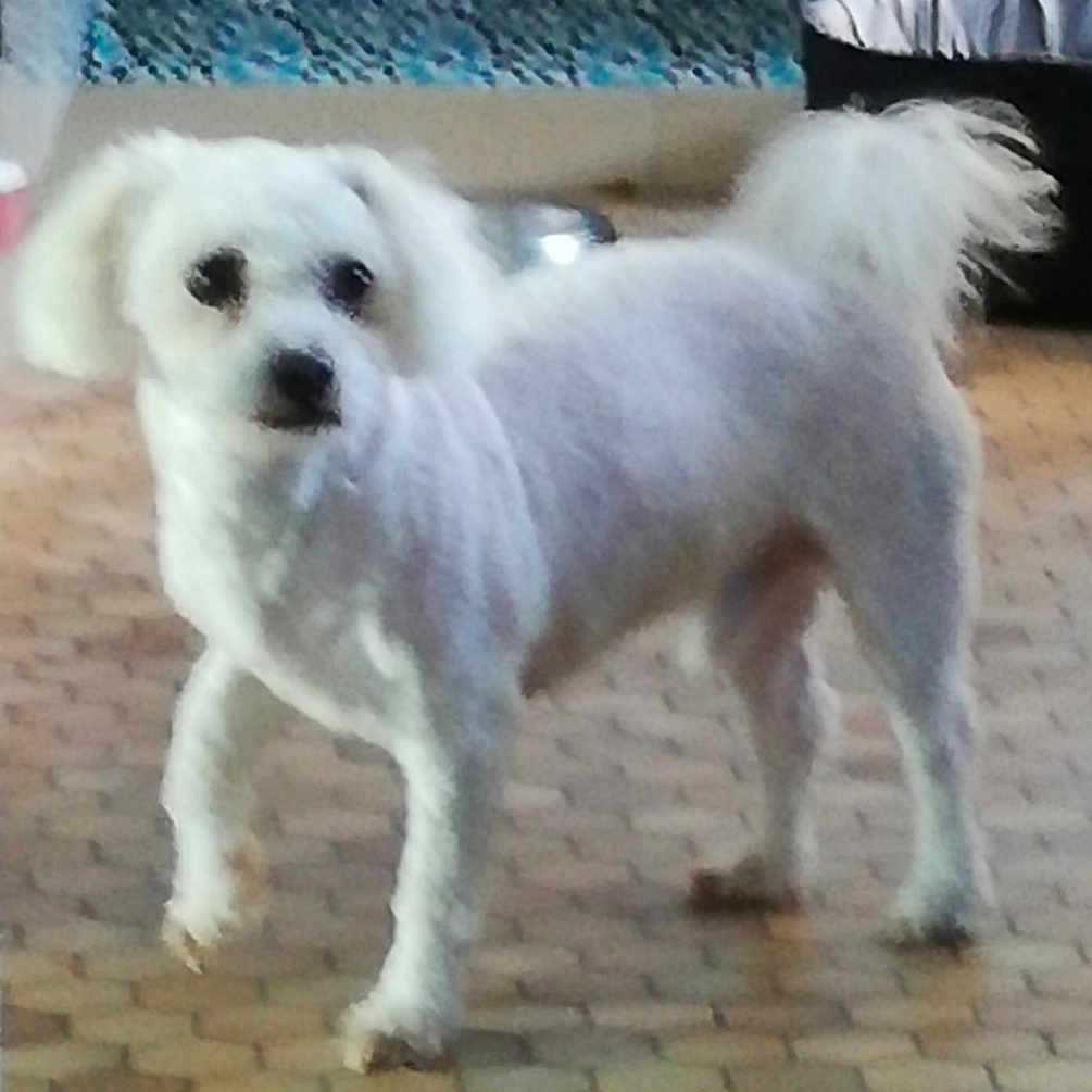 Harper