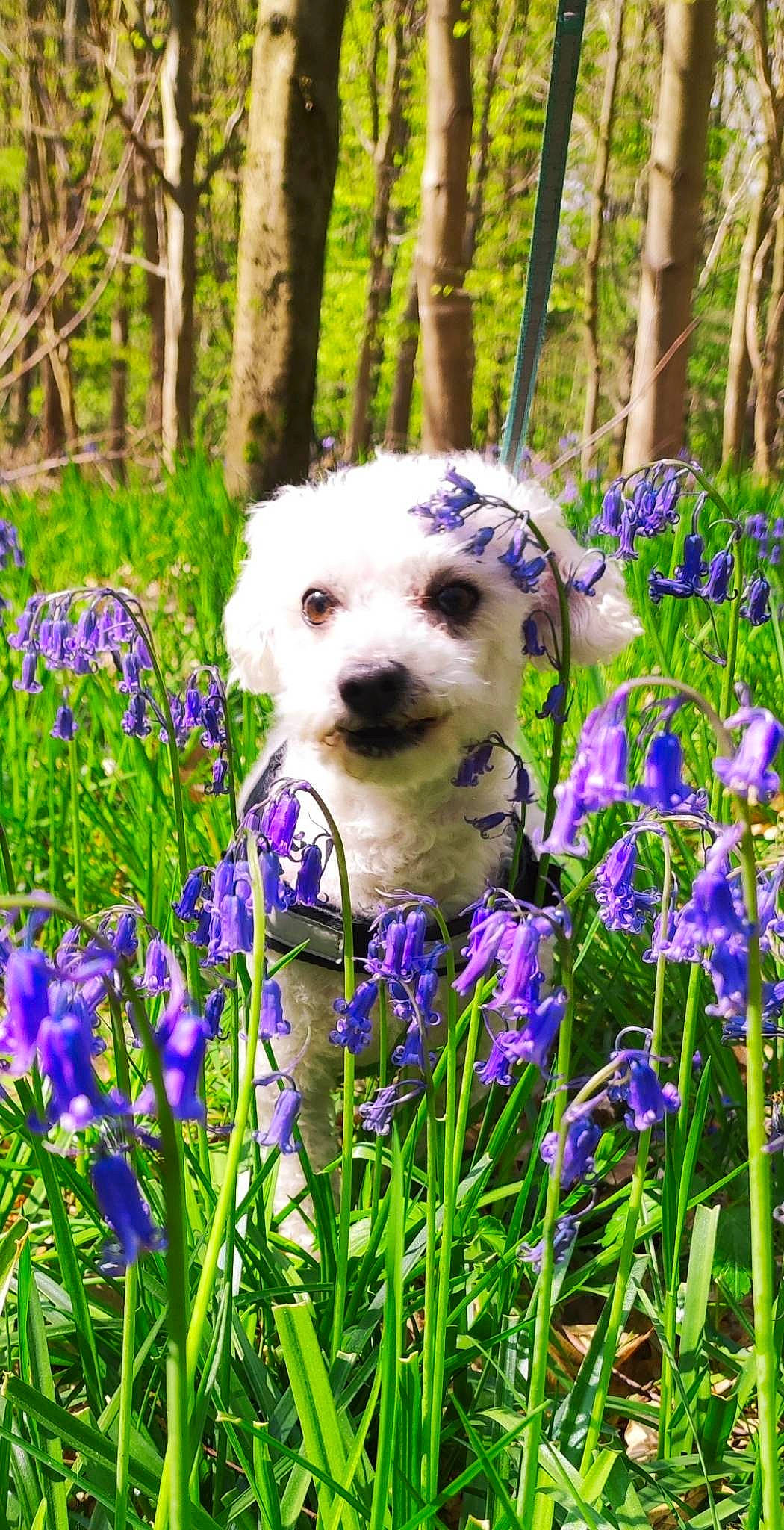 Harper a rejoint le concours — aidez-le/la à gagner de superbes lots ! carnivore, companion_dog, dog, flower, flowering_plant, forest, garden, grass, green, groundcover, herbaceous_plant, petal, plant, purple, shrub, spring, terrestrial_plant, tree, wood, woodland