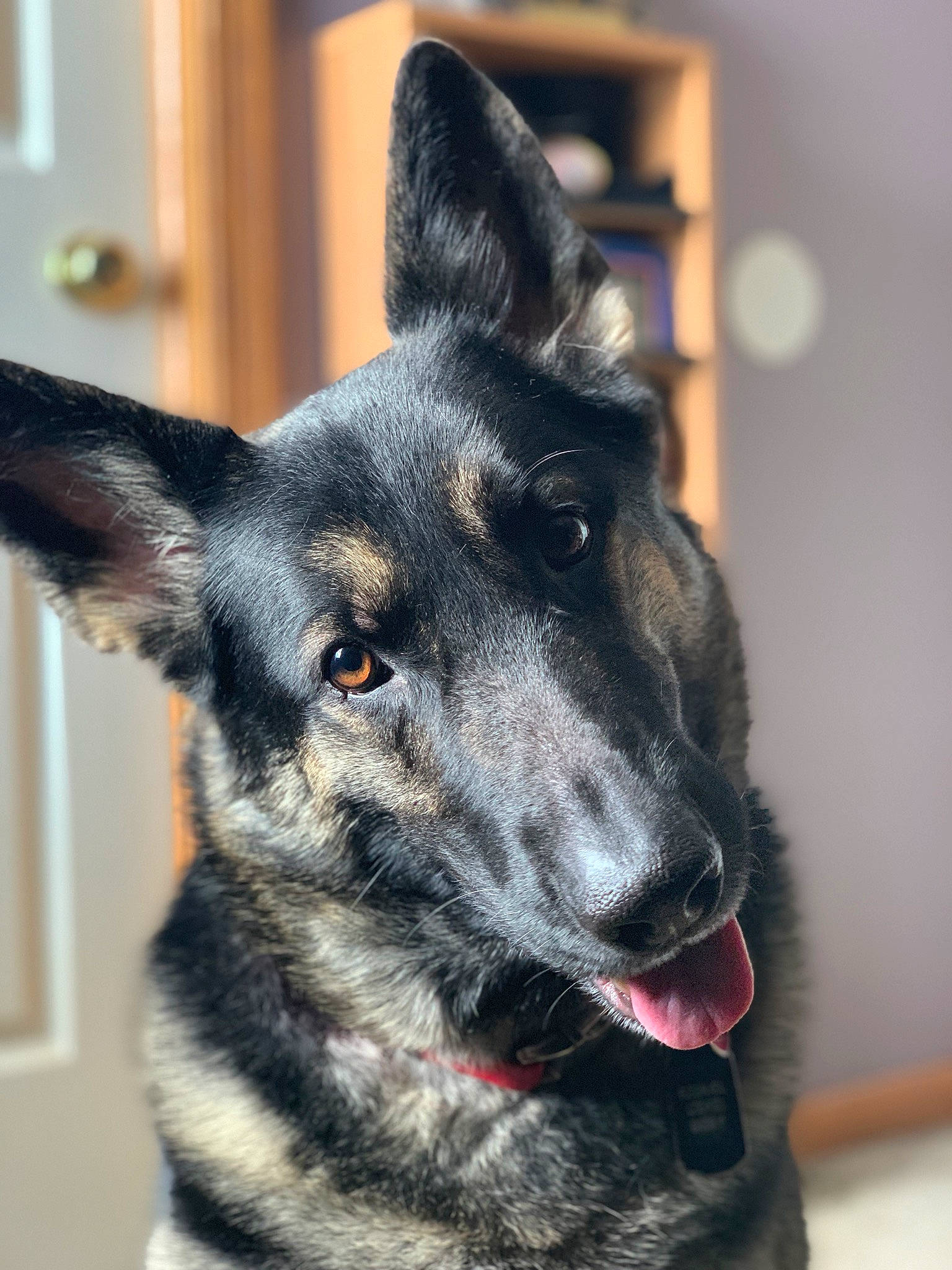 Ezekiel is registered to the contest to win money with this photo: canidae, carnivore, dog, dog_breed, ear, east_european_shepherd, king_shepherd, kunming_wolfdog, mammal, norwegian_elkhound, rare_breed_dog, shiloh_shepherd_dog, snout, vertebrate, whiskers