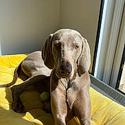 Taya participe au concours pour gagner de l'argent avec cette photo : animal, brown_fur, canine, close_up, daylight, dog, furniture, home, indoor, long_ears, lying_down, pet, portrait, relaxed, resting, shadow, sunlight, tennis_ball, window, yellow_cushion