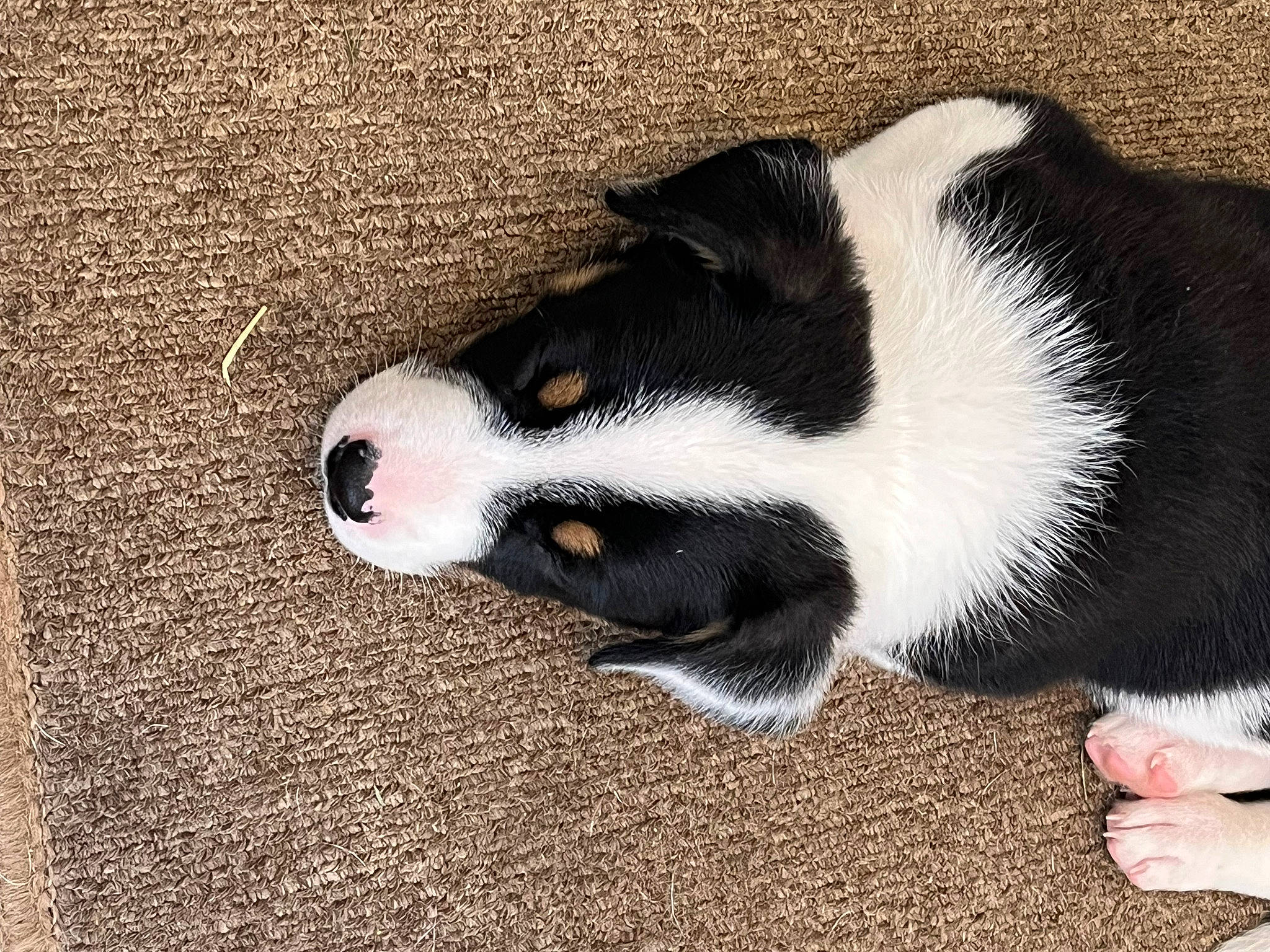 Finn joined the competition — help win amazing prizes! carmine, carnivore, claw, comfort, dog_breed, domestic_short_haired_cat, felidae, flooring, foot, fur, paw, snout, soil, sporting_group, tail, terrestrial_animal, whiskers