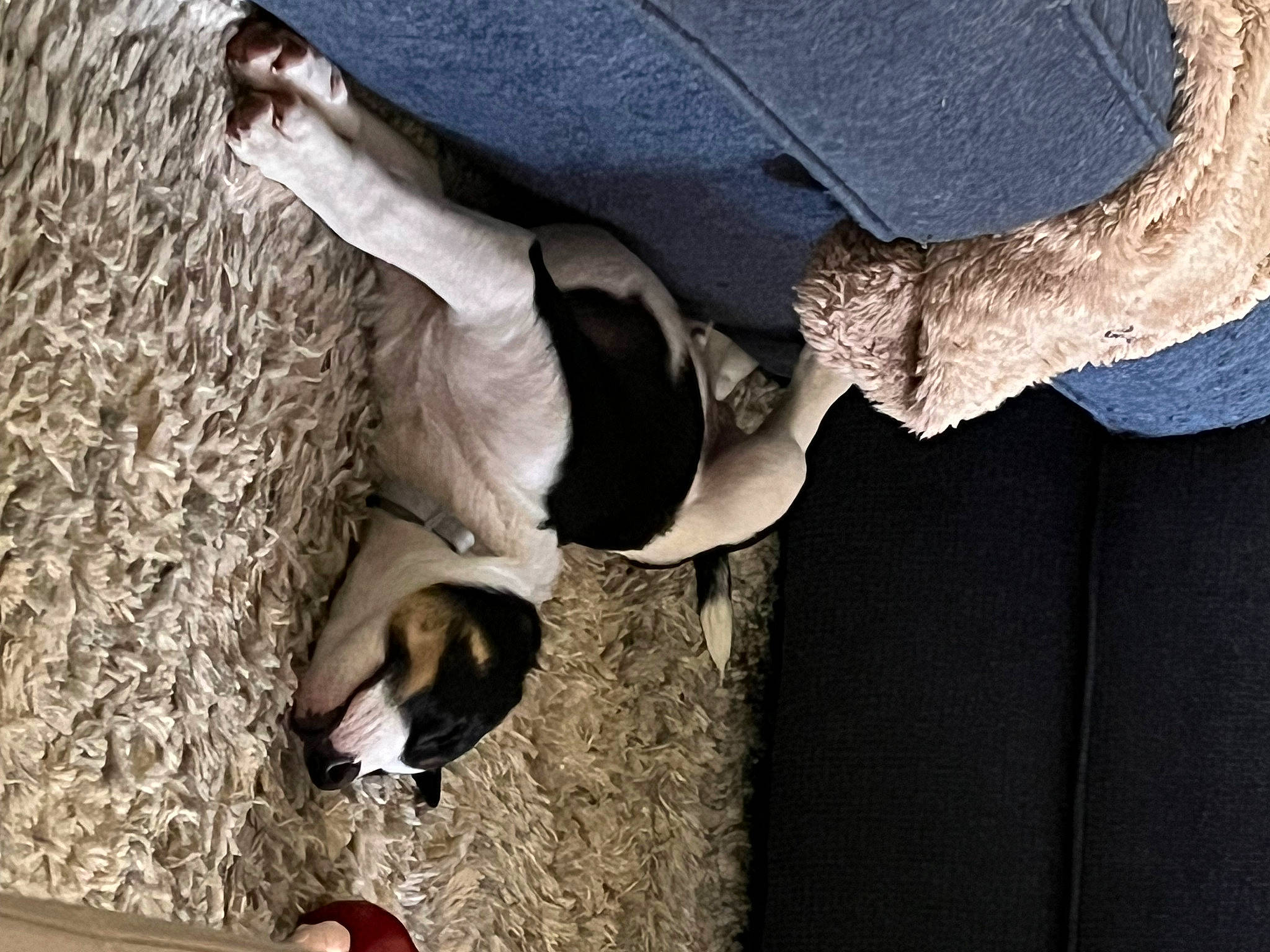 Finn joined the competition — help win amazing prizes! canidae, carnivore, companion_dog, dog, dog_breed, fashion_accessory, fawn, formal_wear, fur, gesture, human_leg, landscape, linens, rock, shadow, sleeve, sporting_group, tree, wood