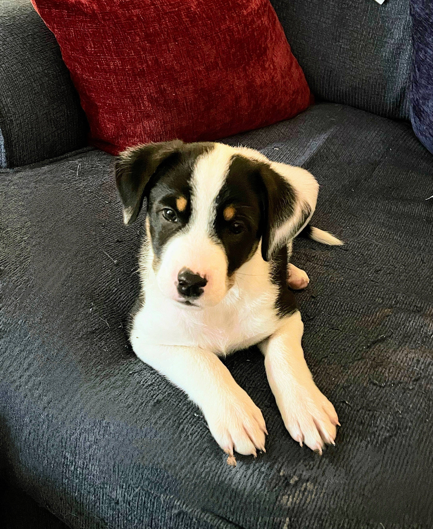 Finn joined the competition — help win amazing prizes! bored, canidae, carnivore, comfort, companion_dog, couch, dog, dog_breed, flooring, linens, living_room, paw, pillow, rectangle, sporting_group, studio_couch, terrestrial_animal, throw_pillow, working_animal, working_dog