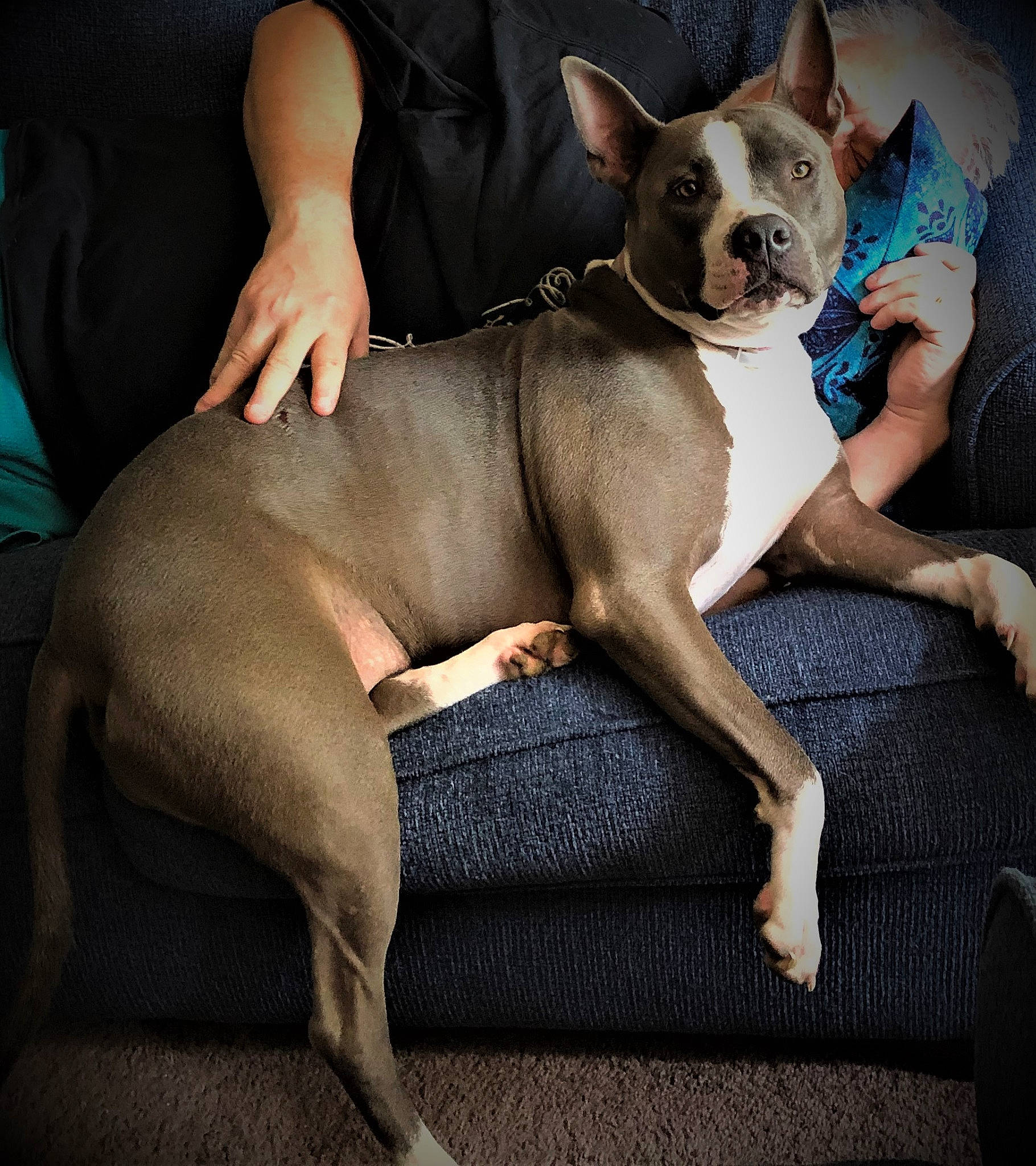 Kanga is registered to the contest to win money with this photo: ancient_dog_breeds, canidae, carnivore, comfort, companion_dog, dog, dog_breed, fawn, grey, human_leg, knee, lap, non_sporting_group, sitting, snout, sporting_group, thigh, toy_dog, whiskers, working_animal