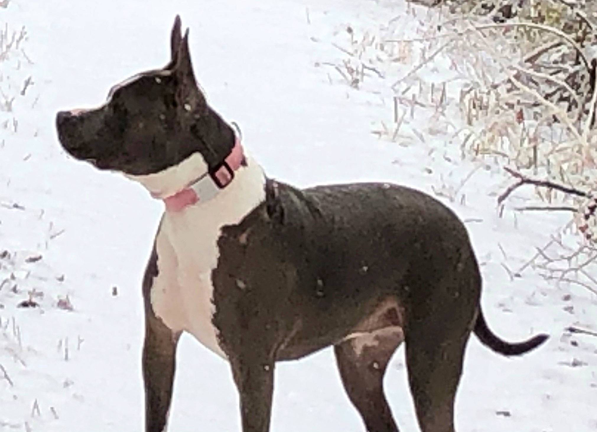 Kanga joined the competition — help win amazing prizes! ancient_dog_breeds, bull_terrier_miniature, canidae, carnivore, collar, companion_dog, dog, dog_breed, dog_collar, dog_supply, fawn, snout, snow, sporting_group, tail, terrestrial_animal, twig, whiskers, winter, working_dog
