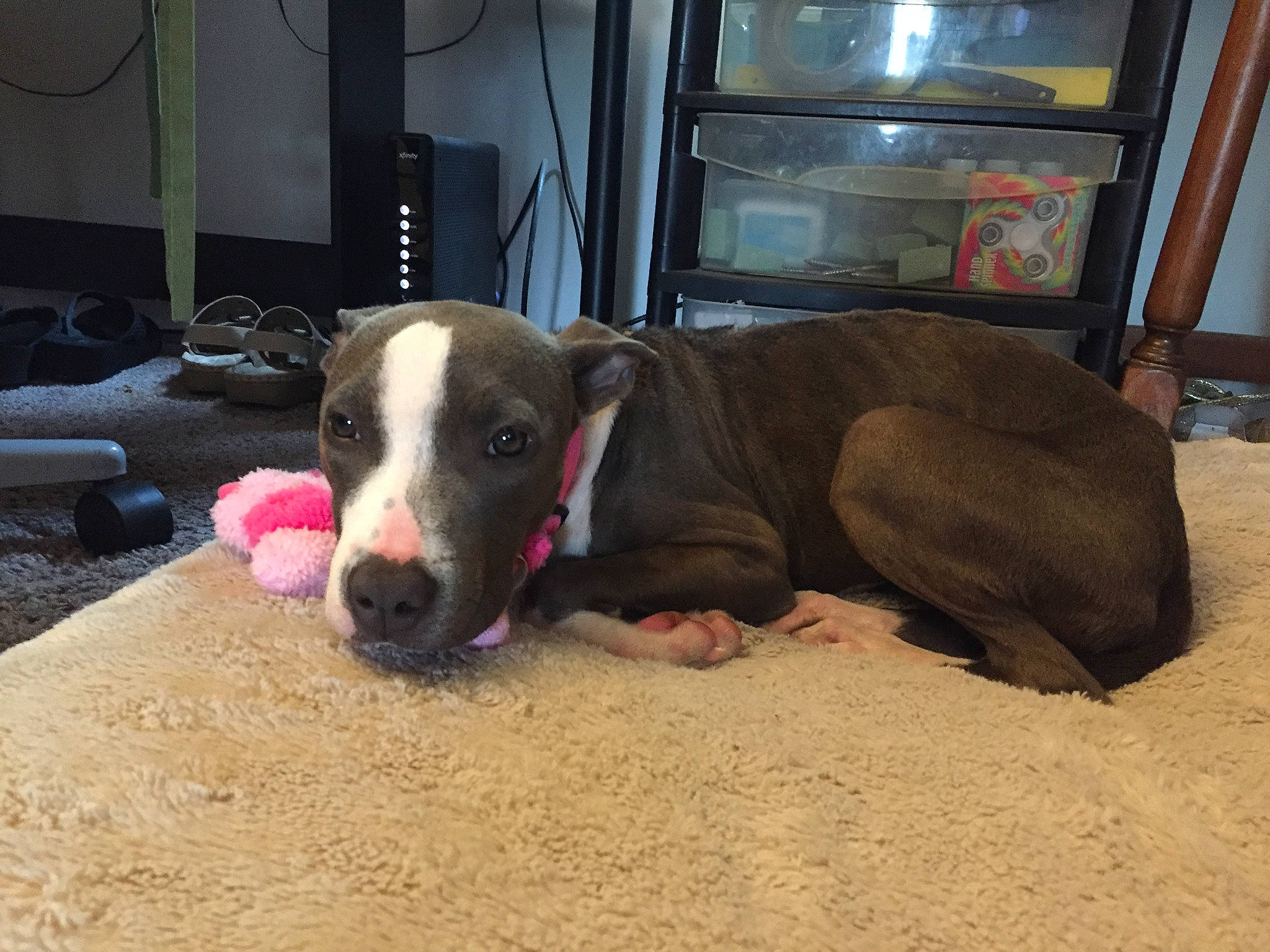 Kanga joined the competition — help win amazing prizes! analog_television, canidae, carnivore, collar, comfort, companion_dog, dog, dog_breed, dog_supply, door_mat, flooring, fur, hardwood, non_sporting_group, pet_supply, picture_frame, television, terrestrial_animal, working_animal