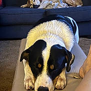 Finn is registered to the contest to win money with this photo: dog, sleeping, couch, blanket, living_room, carpet, ottoman, fur, pet, relaxing, indoor, resting, black_and_white, brown, tan, person, foot, home, cozy, furniture