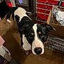 Finn joined the competition — help win amazing prizes! dog, black_and_white, tan_markings, carpet, storage_drawers, cardboard_box, heater, indoor, pet, curious, looking_up, canine, household, floor, room, container, plastic_drawers, snout, ears, tail