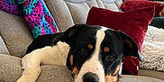 Finn joined the competition — help win amazing prizes! dog, couch, living_room, blanket, pillow, relaxed, resting, pet, fur, home, interior, comfort, cozy, animal, black, white, brown, face, paw, furniture