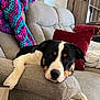 dog, couch, living_room, blanket, pillow, relaxed, resting, pet, fur, home, interior, comfort, cozy, animal, black, white, brown, face, paw, furniture