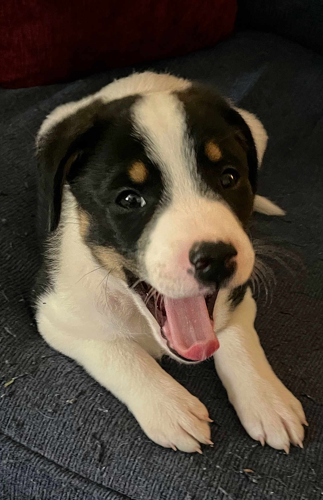 Finn