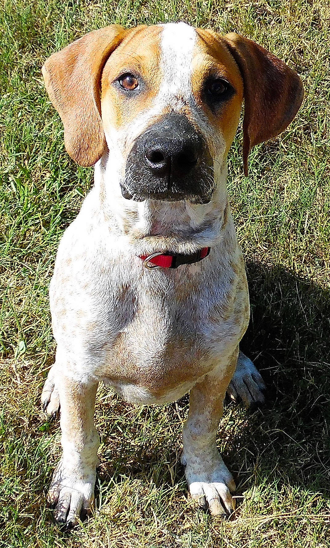 Deke is registered to the contest to win money with this photo: ancient_dog_breeds, canidae, carnivore, collar, companion_dog, dog, dog_breed, dog_collar, firefighter, grass, gun_dog, hunting_dog, liver, scent_hound, whiskers, working_animal, working_dog